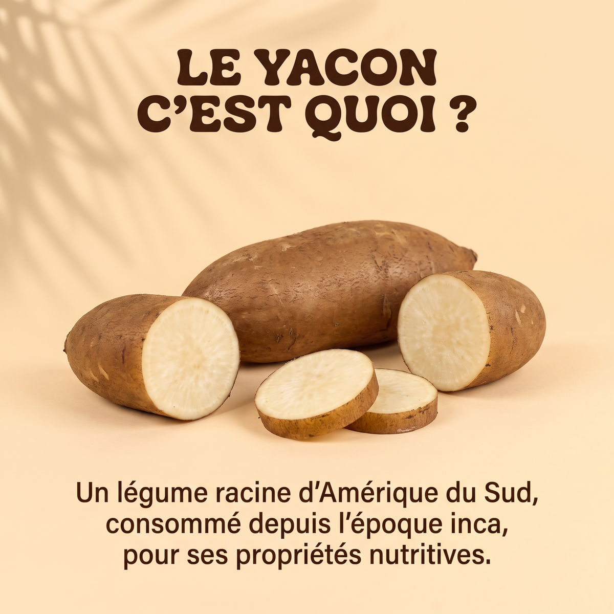 Le yacon, légume racine d'Amérique du Sud